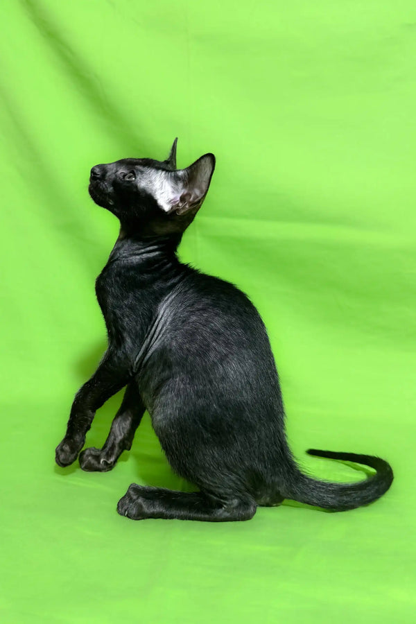Black Oriental cat in a stylish product named Anthony | Oriental Shorthair Kitten