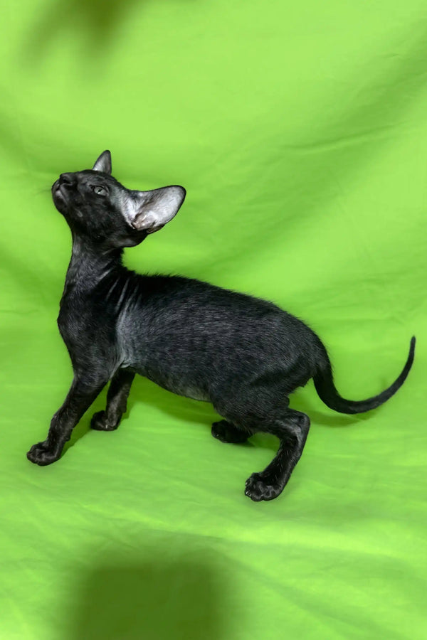 Elegant black Oriental cat featured in Anthony, an adorable Oriental Shorthair Kitten