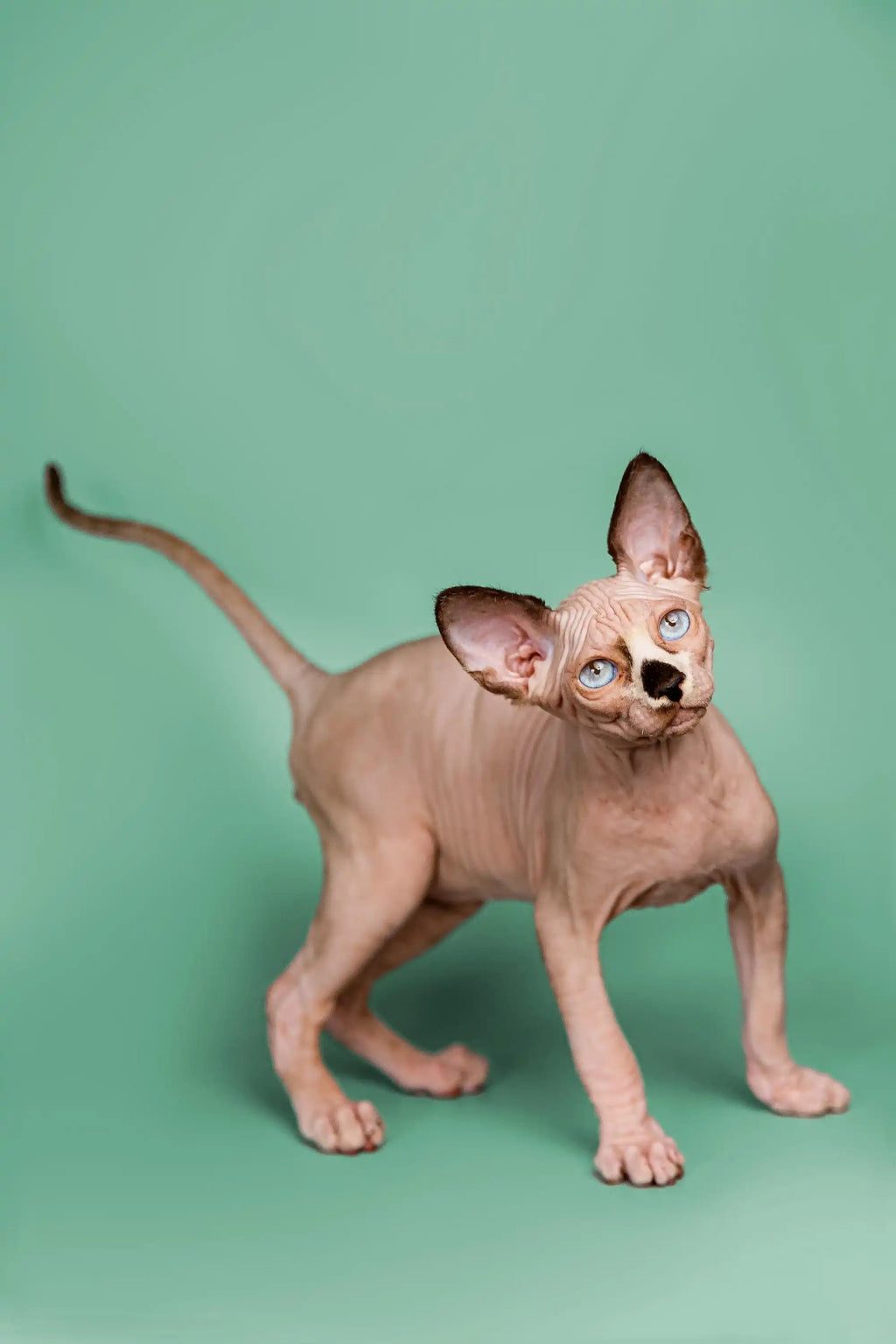 Hairless Sphynx Cats & Kittens for Sale Anthony | Kitten