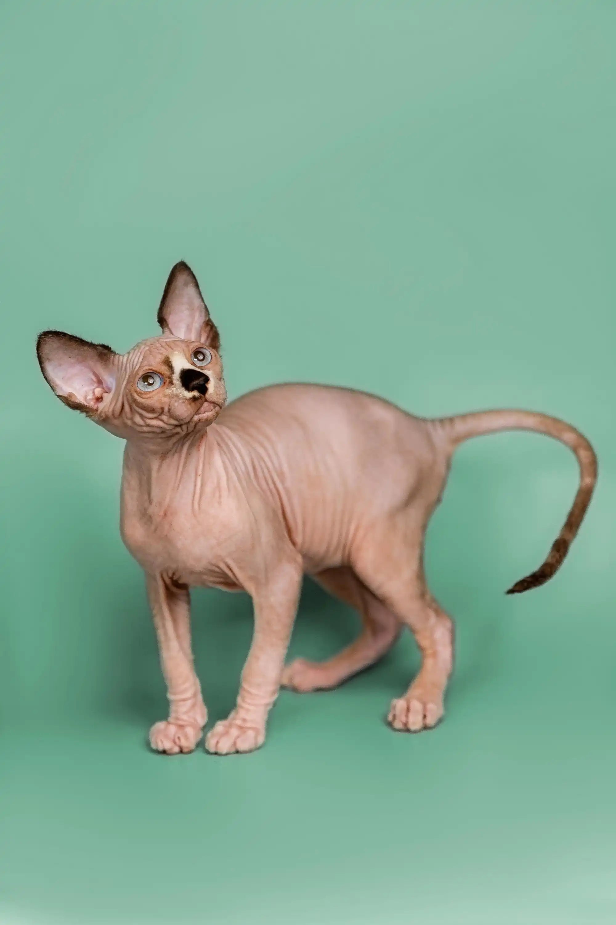 Sphynx Cats for Sale | Kittens For Anthony | Kitten