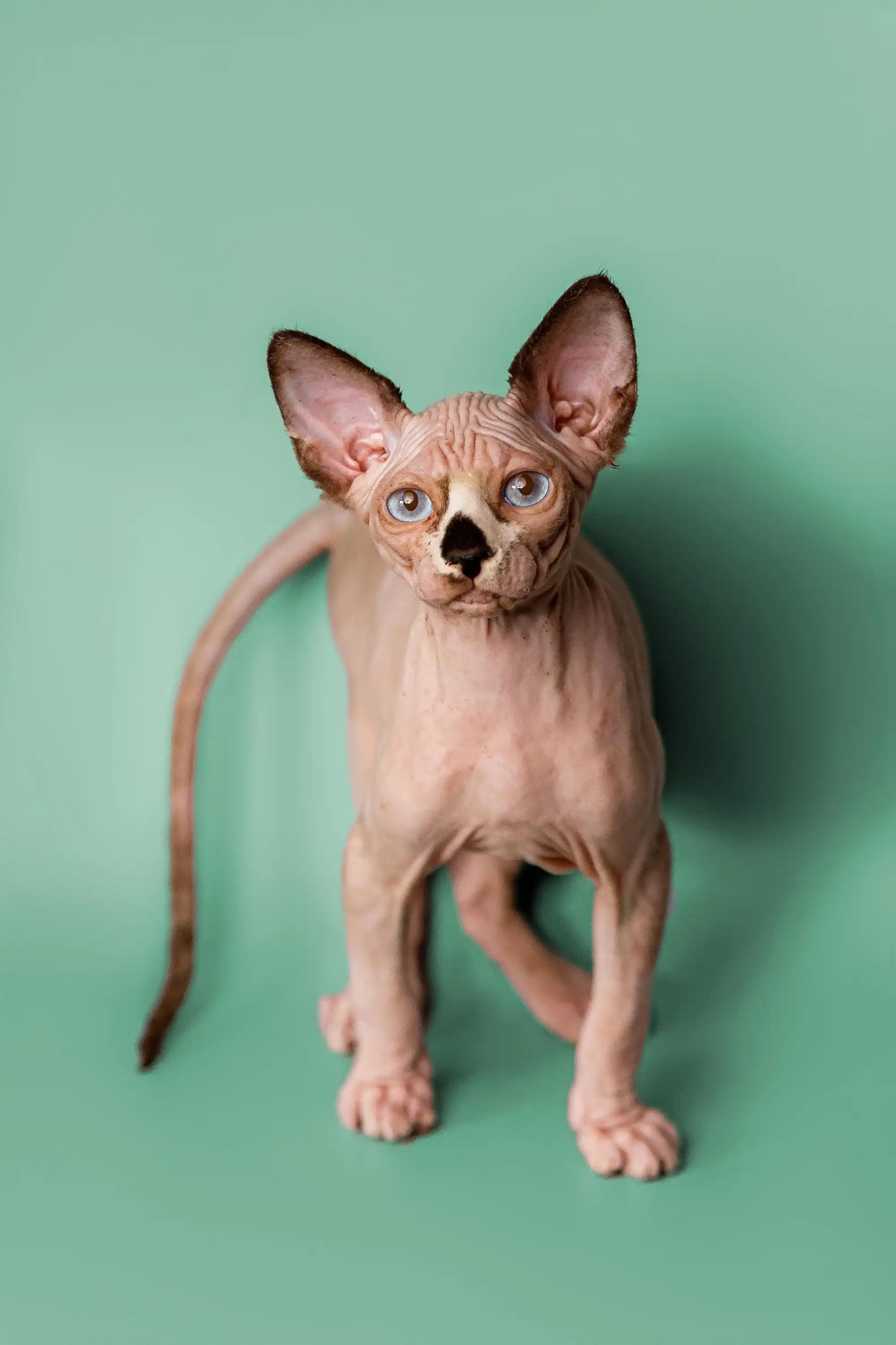 Sphynx Cats for Sale | Kittens For Anthony | Kitten