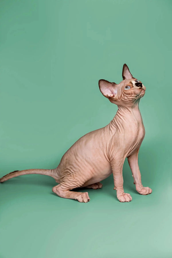 Charming Hairless Sphynx kitten named Anthony with a cute head tilt