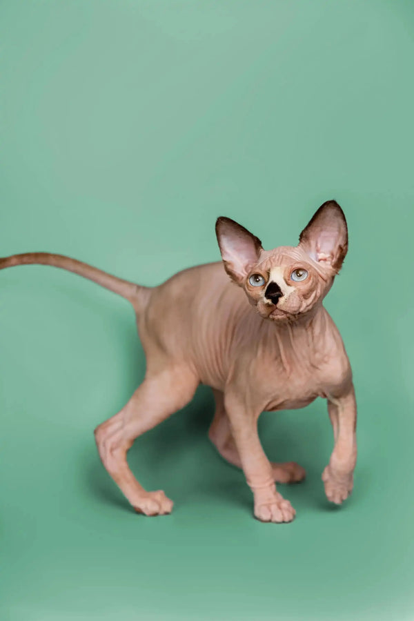 Adorable Male Sphynx Kitten, Anthony, showing off his big ears and unique wrinkled skin