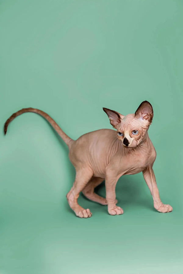 Enchanting male Sphynx kitten, showcasing large ears and a long tail