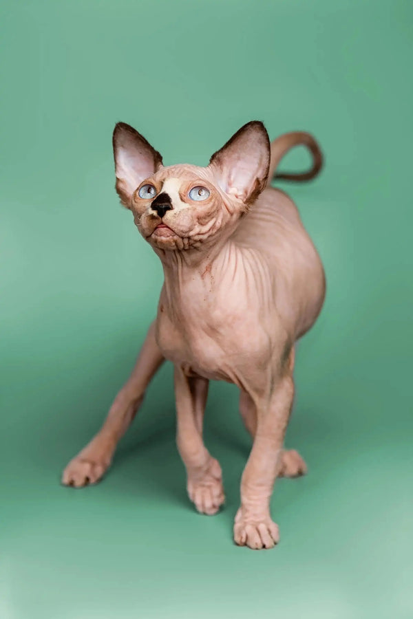 Adorable male Sphynx kitten with big ears and wrinkled skin, named Anthony