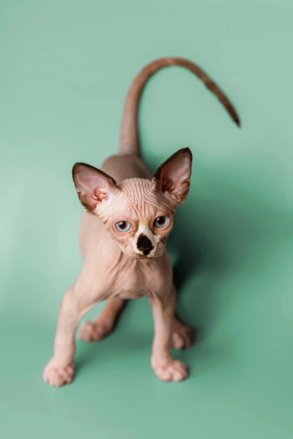 Adorable Hairless Sphynx Kitten named Anthony with big ears and a curled tail