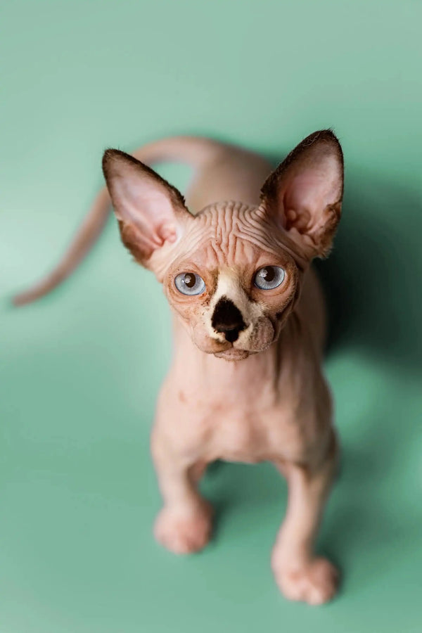 Hairless Sphynx kitten Anthony showcasing large ears and captivating eyes