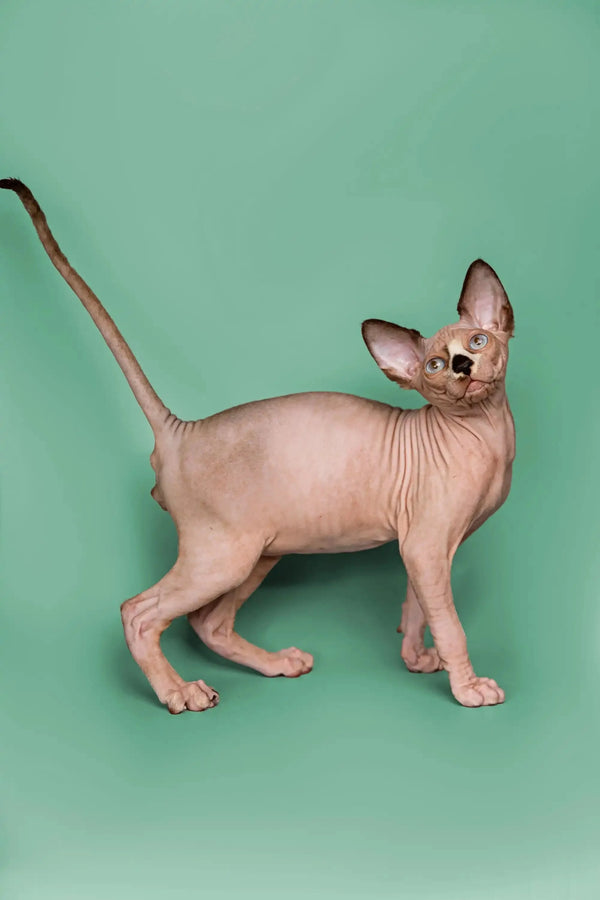 Adorable male Sphynx kitten with big ears standing in profile, perfect for your home