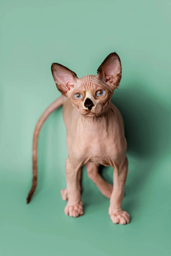 Enchanted male Sphynx kitten with large ears and striking blue eyes, Anthony