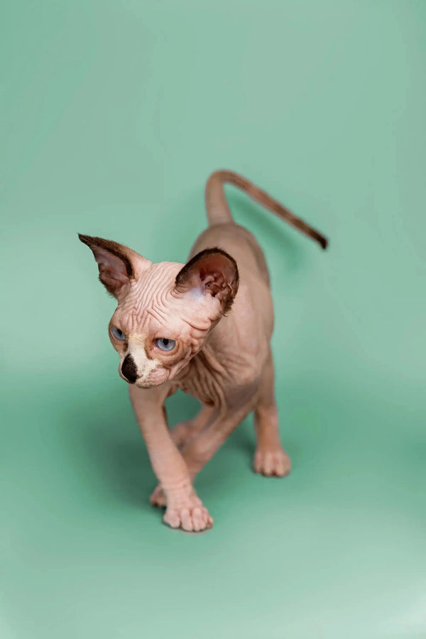 Enchanting male Sphynx kitten walking with large ears and adorable wrinkled skin