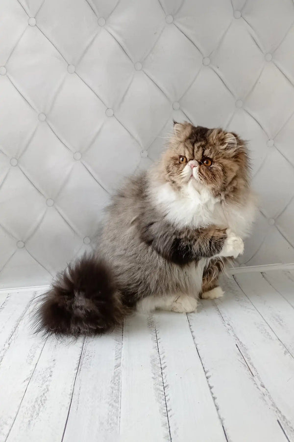 Fluffy brown and white Persian cat from the Anton Persian Kitten collection