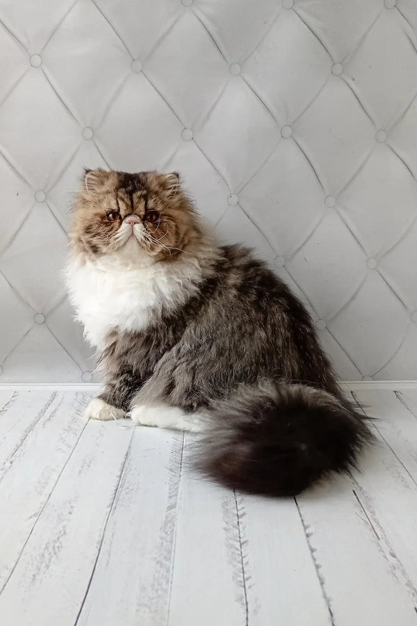 Fluffy Persian cat Anton showcasing adorable features in the Persian Kitten product