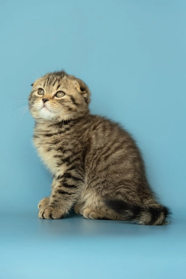 Brown tabby Scottish Fold kitten Antony, the cutest addition to any family!