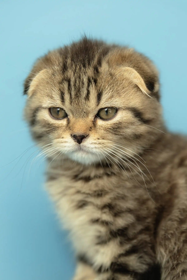 Cute Brown Tabby Scottish Fold Kitten named Antony, perfect for pet lovers
