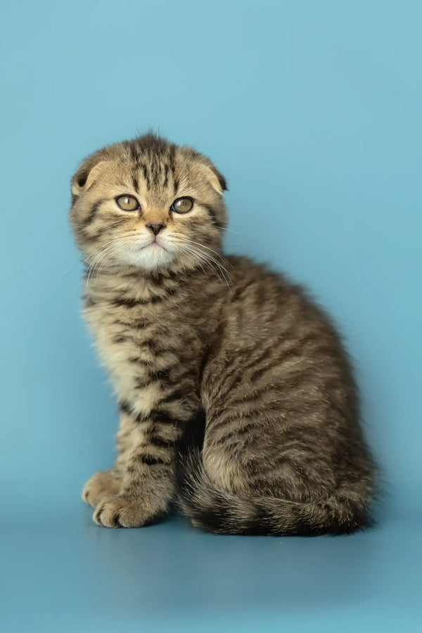 Adorable striped Scottish Fold kitten named Antony, perfect for your new furry friend