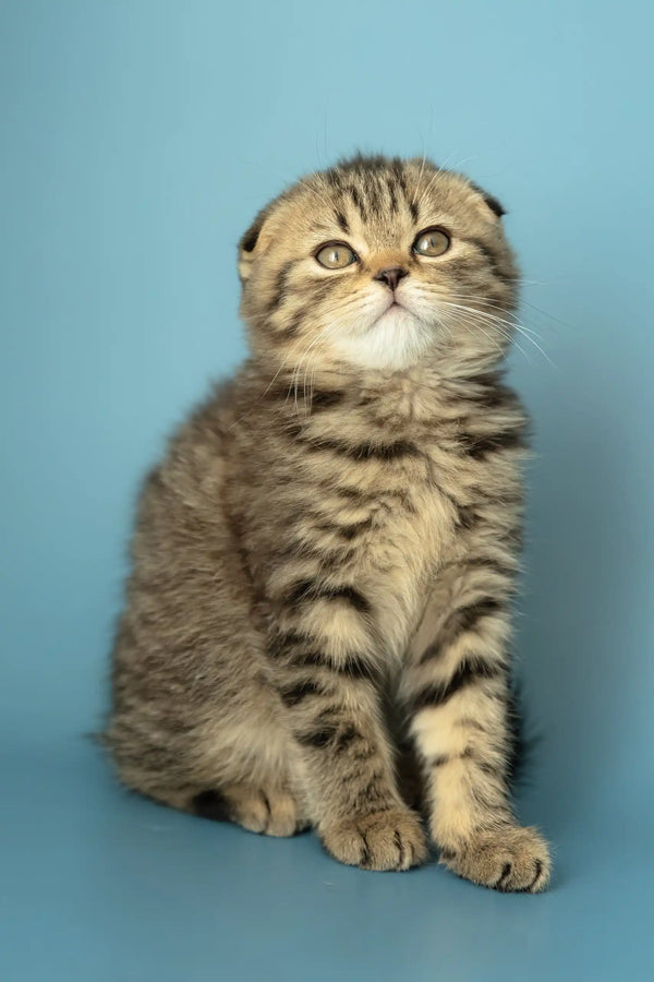 Cute Striped Scottish Fold Kitten named Antony ready for a new home