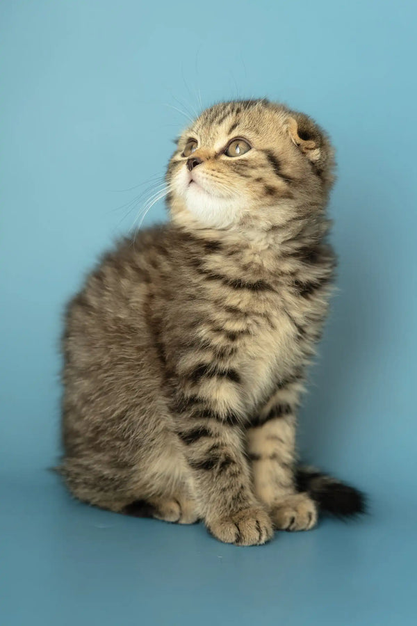 Striped Scottish Fold kitten named Antony, adorable and playful, ready for a new home