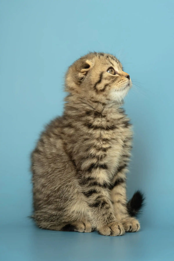 Cute Striped Scottish Fold Kitten named Antony ready to steal your heart