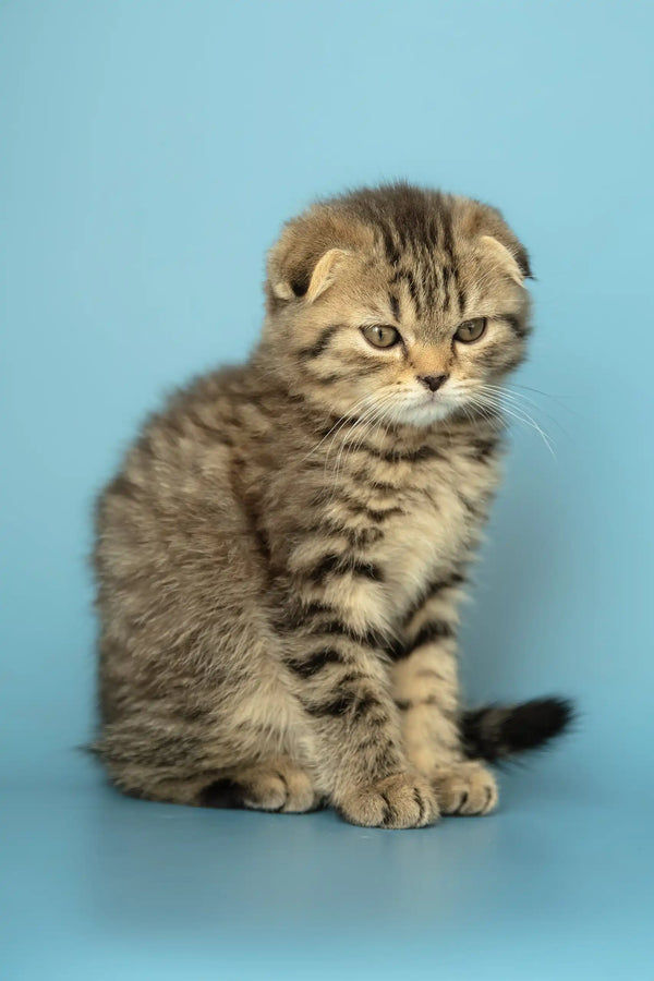 Striped Scottish Fold kitten named Antony showing off its adorable features