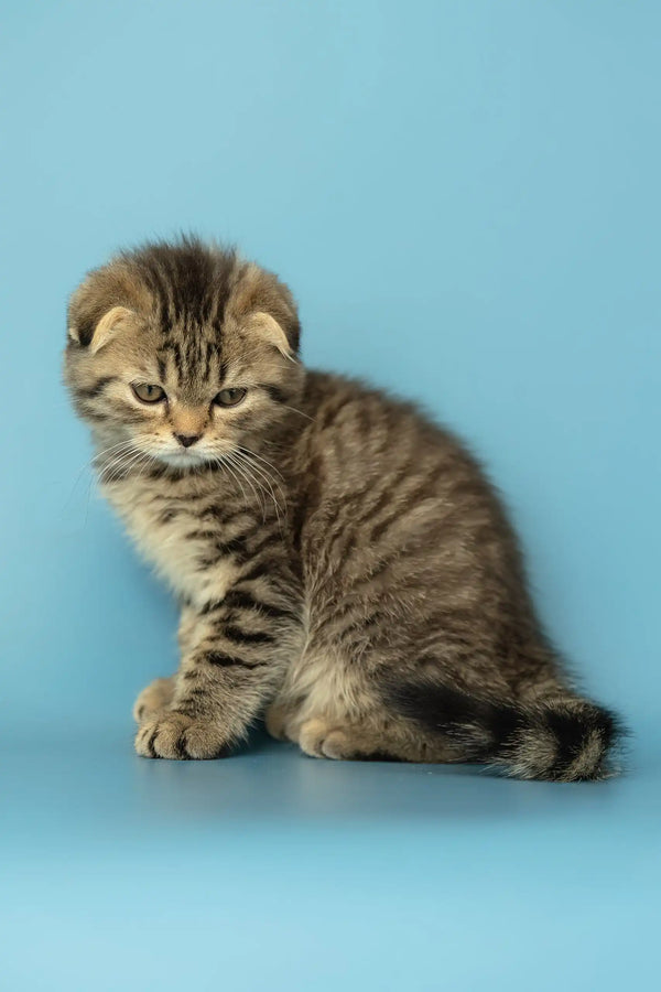 Striped Scottish Fold kitten named Antony looking adorable and playful