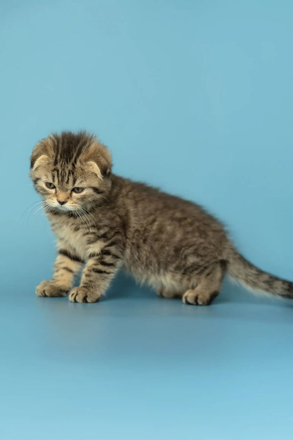 Striped Scottish Fold kitten Antony looking adorable and playful in a cozy setting