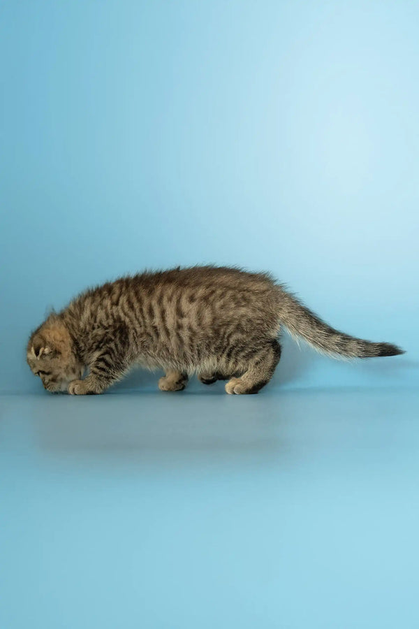 Striped kitten Antony the Scottish Fold sniffing curiously in a cozy setting