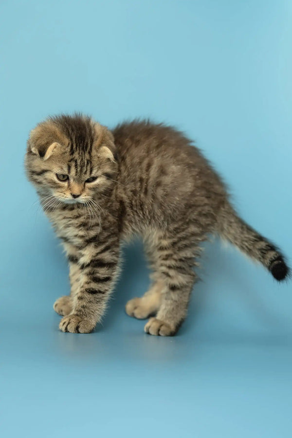 Striped tabby kitten with folded ears from the Antony Scottish Fold Kitten collection