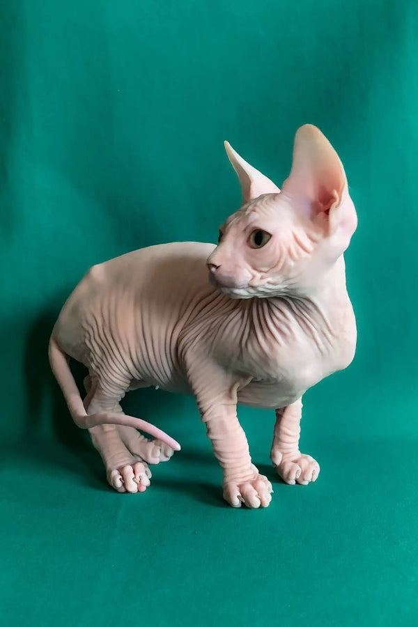 Anzhela | canadian sphynx kitten