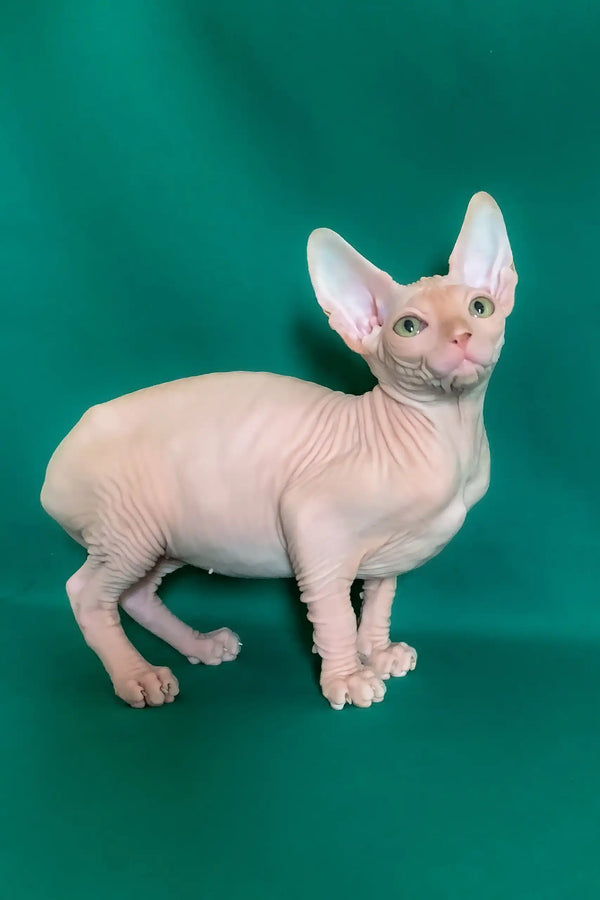 Anzhela | canadian sphynx kitten
