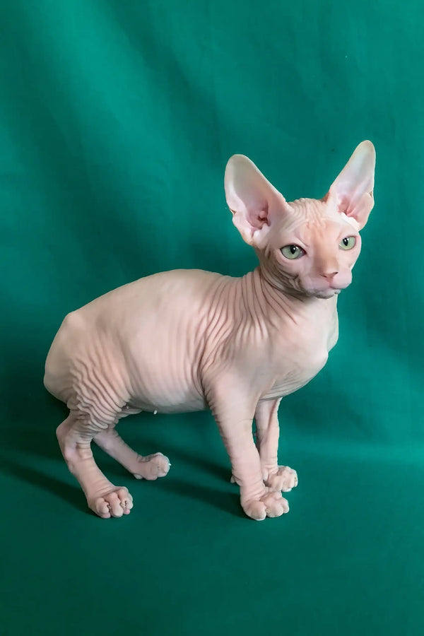 Anzhela | canadian sphynx kitten