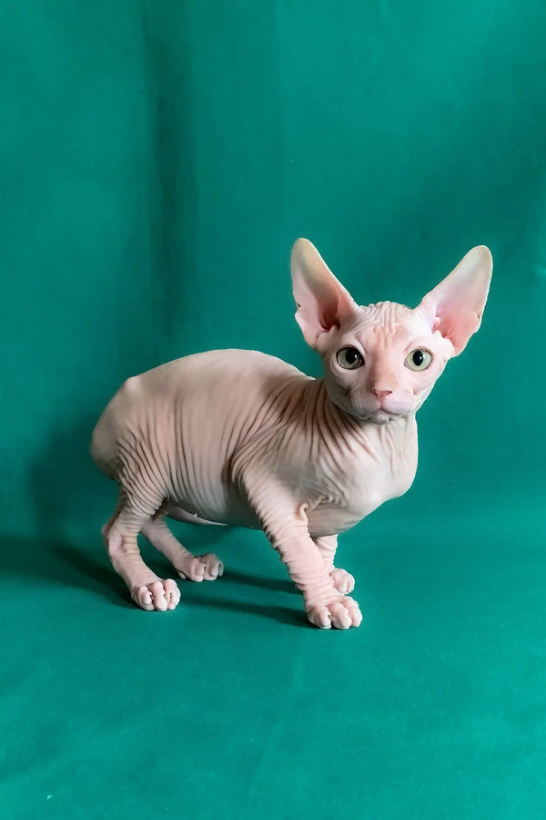 Anzhela | canadian sphynx kitten