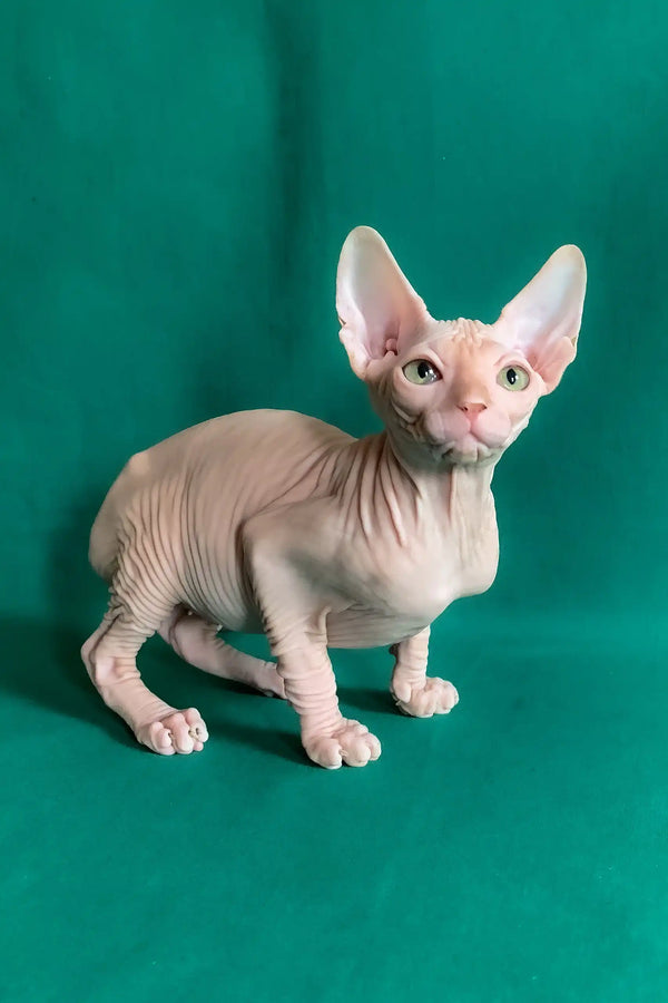 Anzhela | canadian sphynx kitten