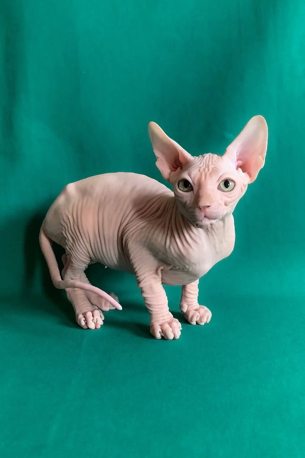 Anzhela | canadian sphynx kitten