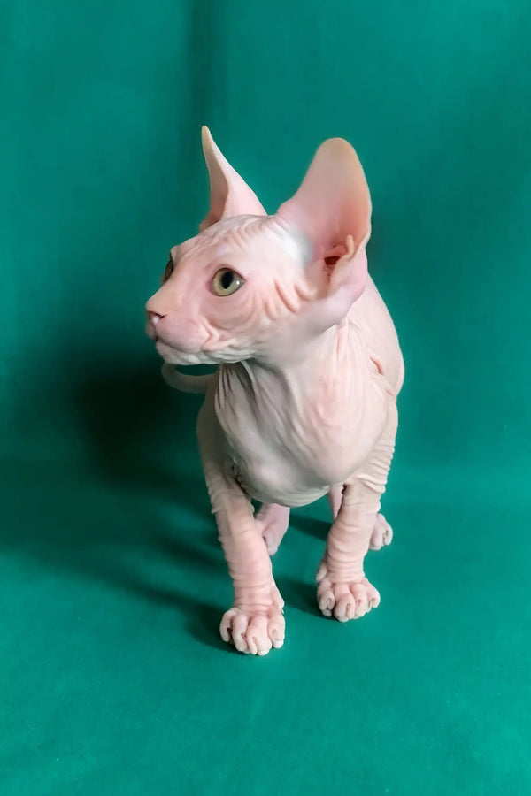 Anzhela | canadian sphynx kitten