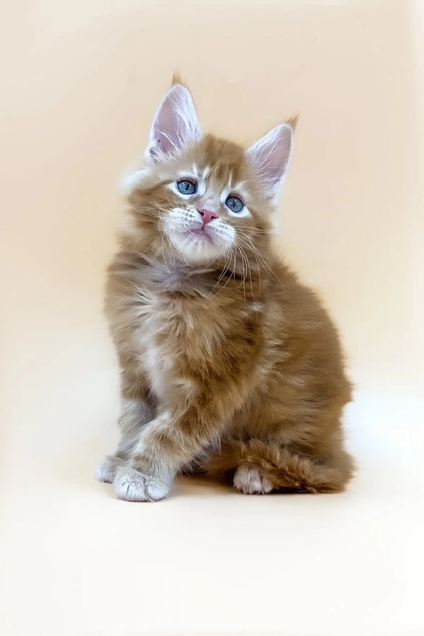 Fluffy ginger Maine Coon kitten named Apollo with striking blue eyes