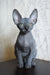 Apollon | canadian sphynx kitten