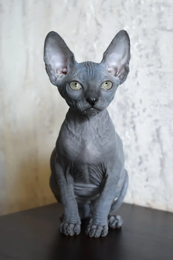 Apollon | canadian sphynx kitten
