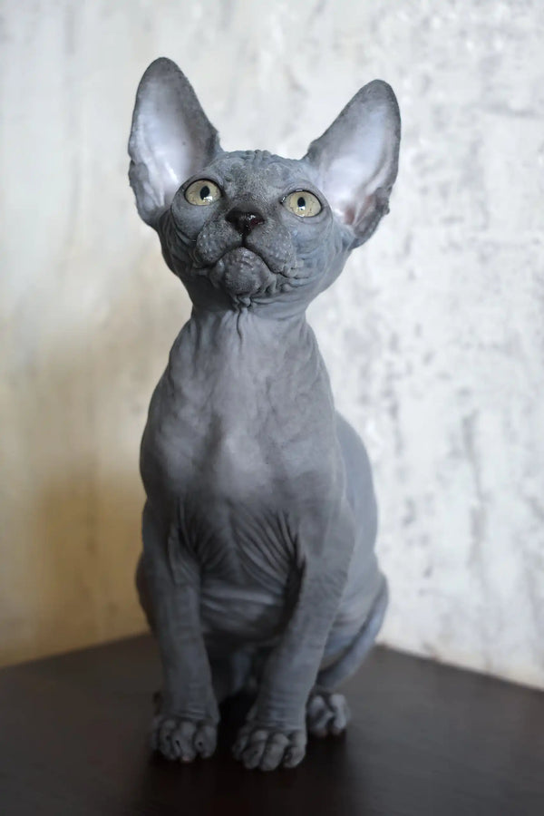 Apollon | canadian sphynx kitten