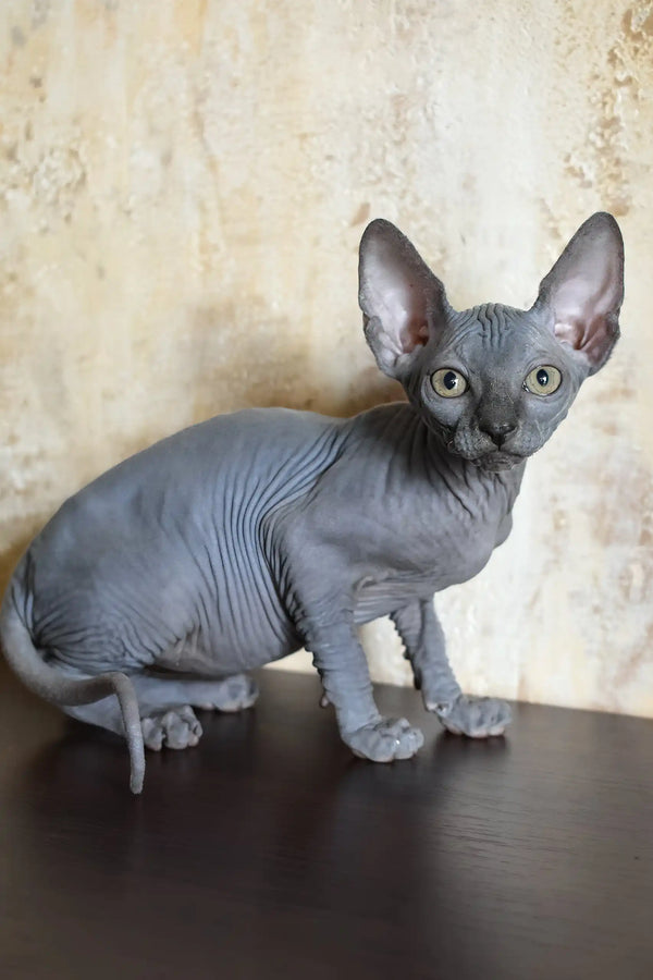 Apollon | canadian sphynx kitten