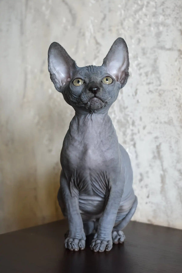 Apollon | canadian sphynx kitten