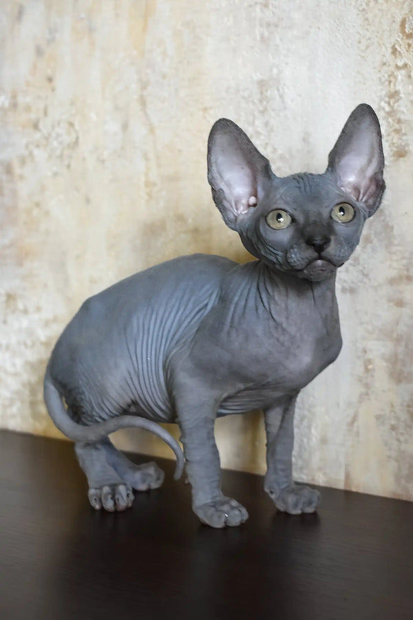 Apollon | canadian sphynx kitten