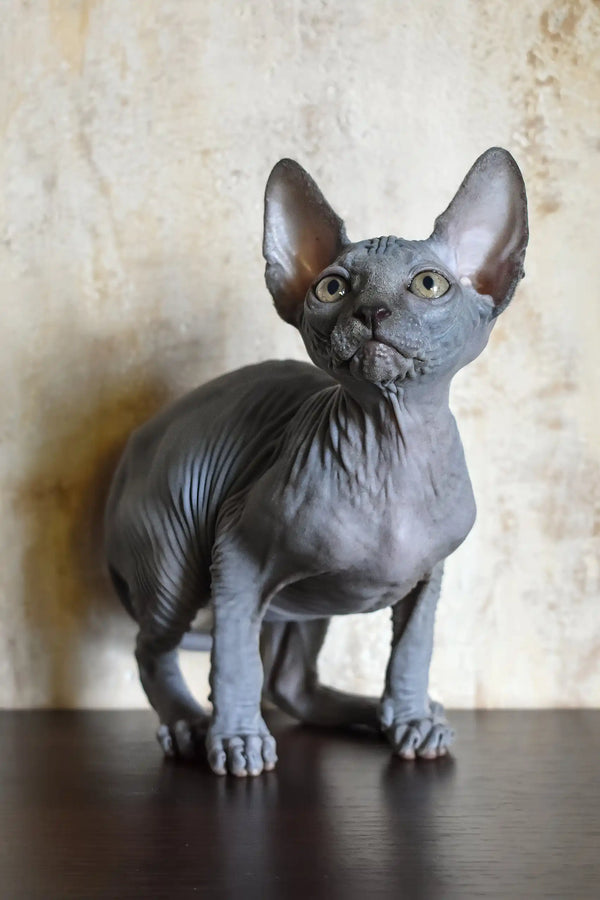 Apollon | canadian sphynx kitten
