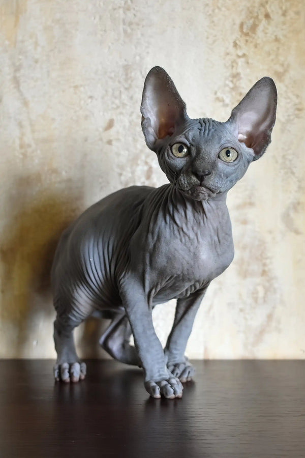Apollon | canadian sphynx kitten