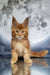 Alert orange tabby Maine Coon kitten with big ears, ready for playful adventures