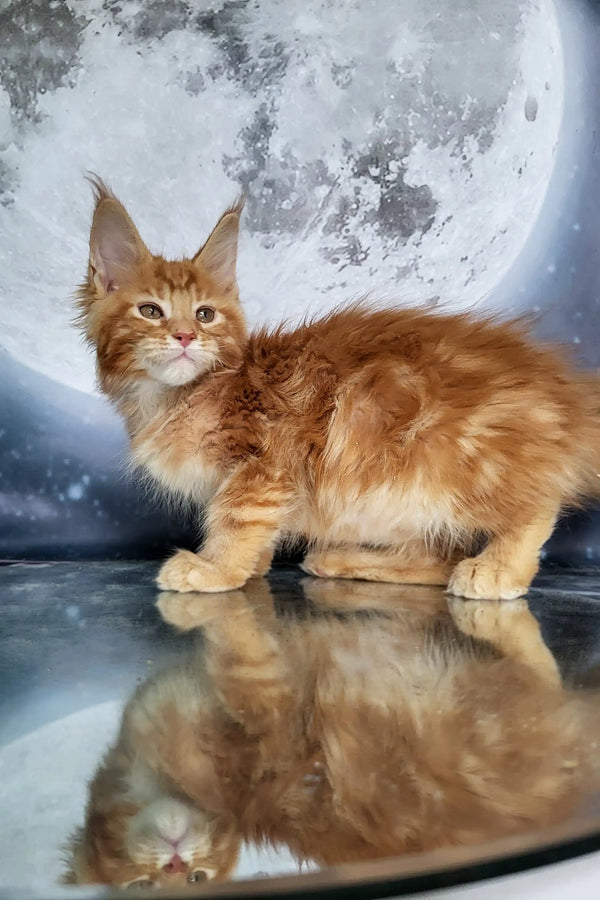 Orange Tabby Maine Coon kitten with fluffy fur and ear tufts, Apollon product