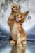 Ginger Maine Coon kitten with raised paws against a moon backdrop