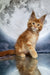 Ginger Maine Coon kitten Apollon with fluffy fur and alert expression