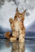 Fluffy orange Maine Coon kitten with paw raised against a stunning celestial backdrop