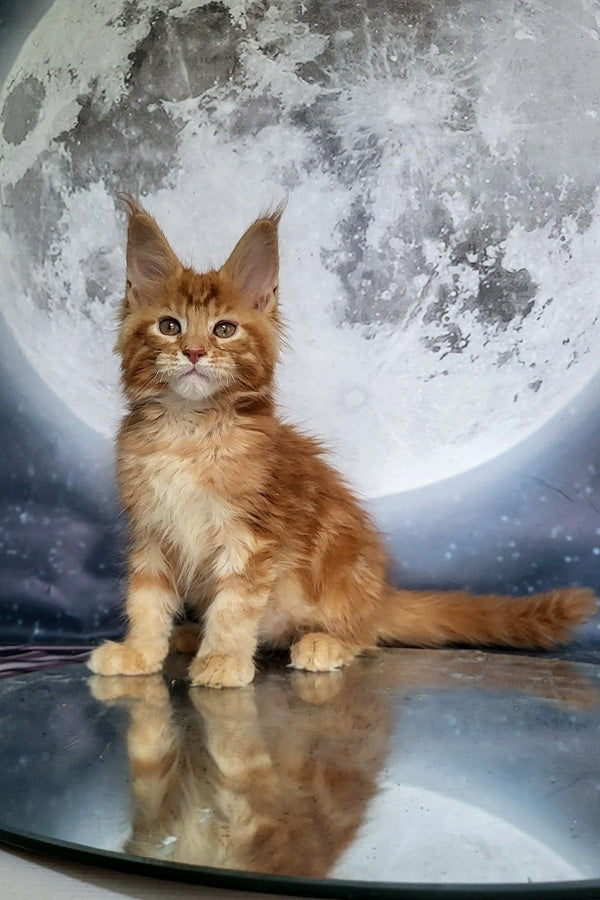 Adorable Orange and White Maine Coon Kitten with Fluffy Fur and Big Ears