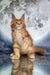 Cute orange tabby Maine Coon kitten with fluffy fur and pointed ears